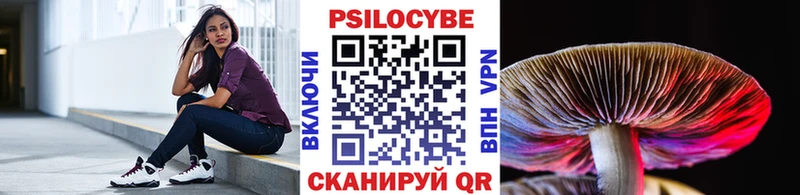 что такое   Бакал  Псилоцибиновые грибы Psilocybe 